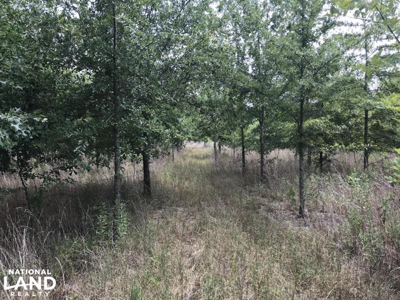 243 Acres Crp Deer and Duck Hunt : Marks : Quitman County : Mississippi