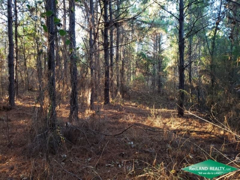 7.3 Ac, Wooded Home Site Tract Nea : Sterlington : Union Parish : Louisiana