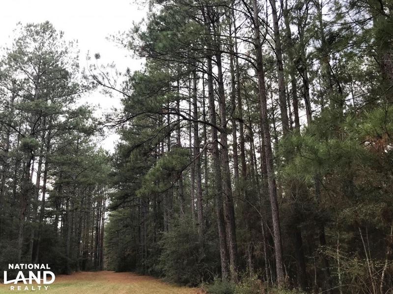 Vision Trail Hunting and Timber Wit : Carriere : Pearl River County : Mississippi
