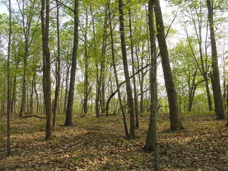 235 ac. Hunting & Investment : Thomaston : Upson County : Georgia