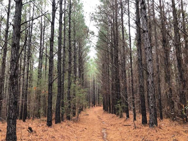Tract 7988, New River Property : Winfield : Marion County : Alabama