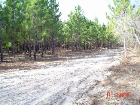 Planted Pines, Abundant Wildlife : Hawkinsville : Pulaski County : Georgia
