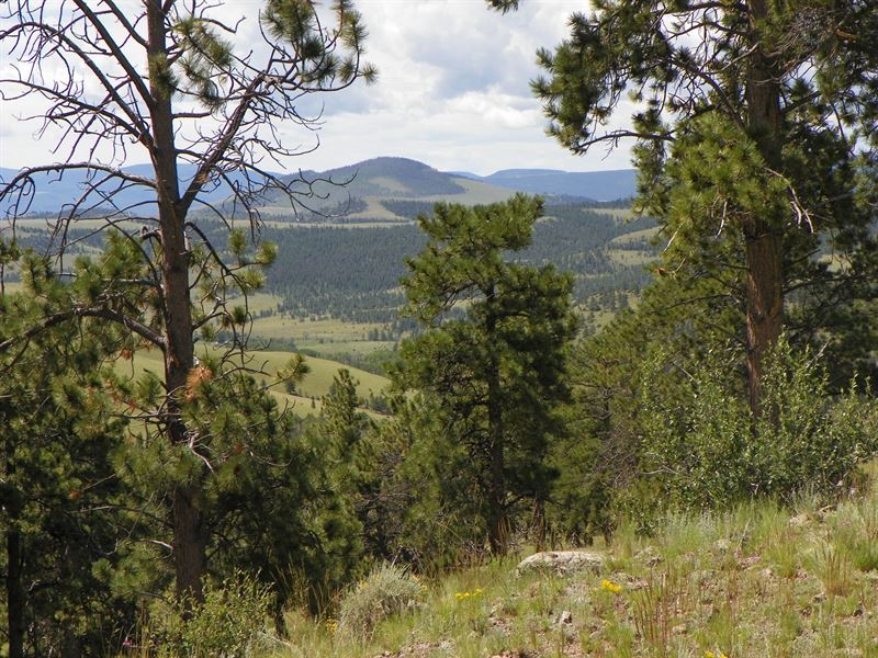 Large Acreage CO Mtn Hunting Ranch Land for Sale in Saguache