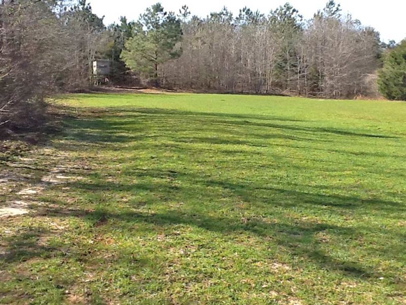 God's Country Farm Tract : Glenwood : Pike County : Alabama