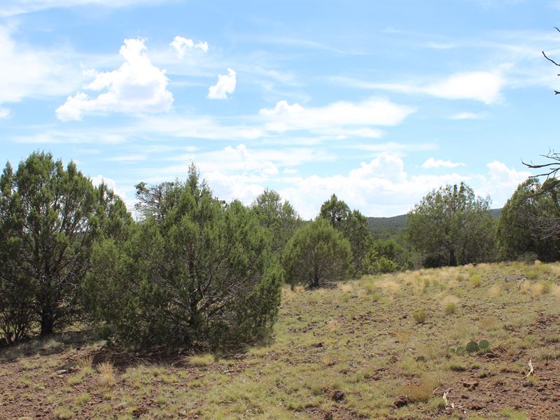 100+ Mountain Acres Peach Springs : Peach Springs : Mohave County : Arizona