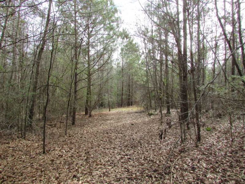 25 Acre Hunting Tract or Homesite : Richland : Webster County : Georgia