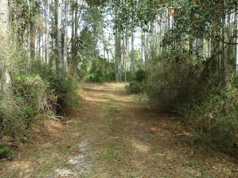 Secluded 160 Acres North Florida : Mayo : Lafayette County : Florida