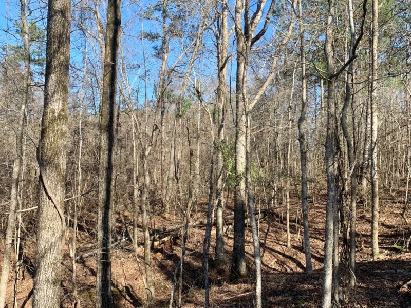 5 Acres in Oktibbeha County in Stur : Sturgis : Oktibbeha County : Mississippi