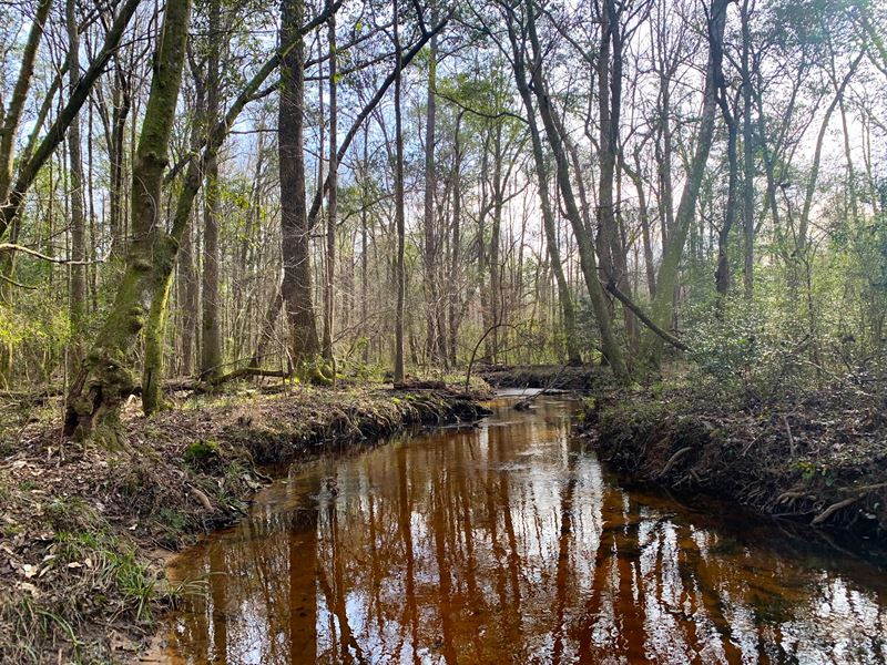 McQuagge Mill Creek Tract : Troy : Pike County : Alabama