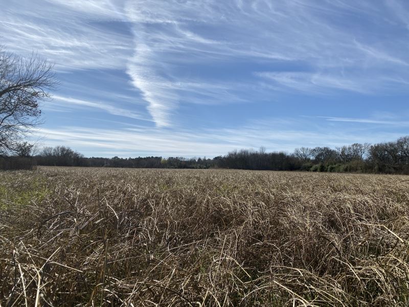 Sandy Branch Ranch : Montgomery : Montgomery County : Texas