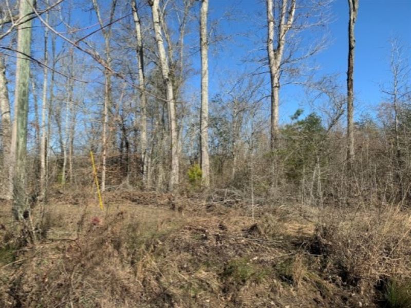 266 Acres in Scott County in Forest : Forest : Scott County : Mississippi