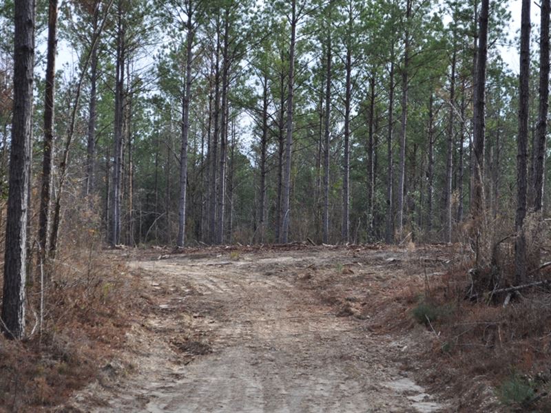 Outstanding Timber & Hunting Tract : Billingsley : Autauga County : Alabama