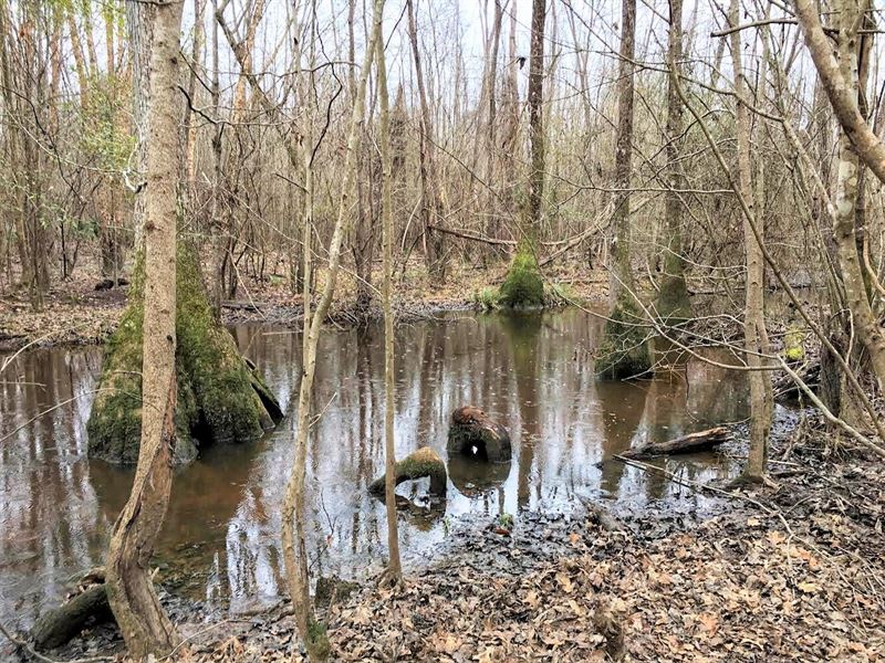 Spring Lake Road, Hunting Tract : Sandersville : Washington County : Georgia