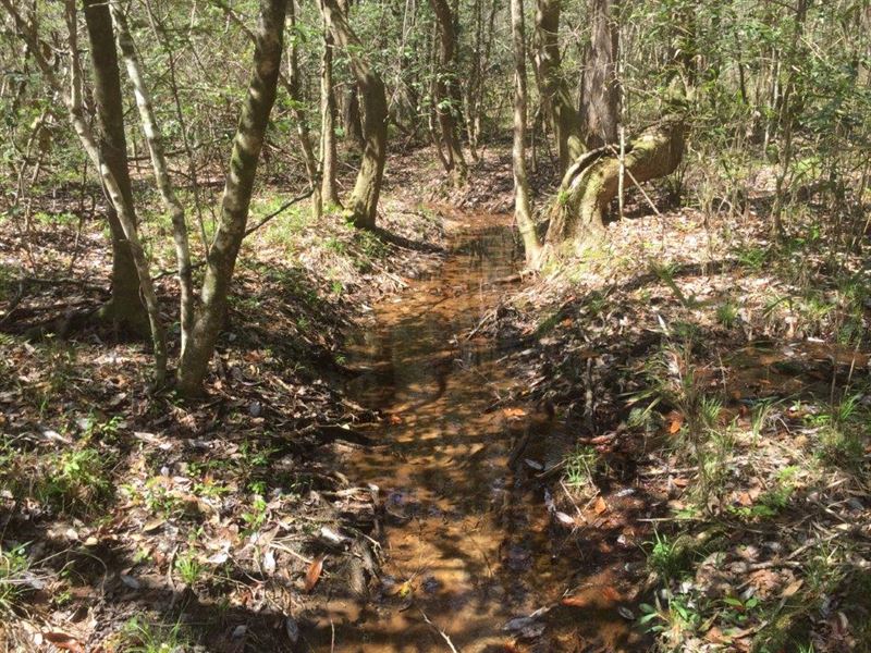 Wooded Acreage on Hwy 231 : Brundidge : Coffee County : Alabama