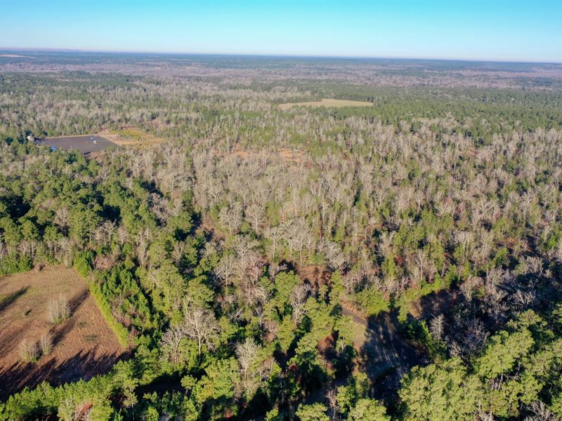 Pristine Land in Livingston, TX : Livingston : Polk County : Texas