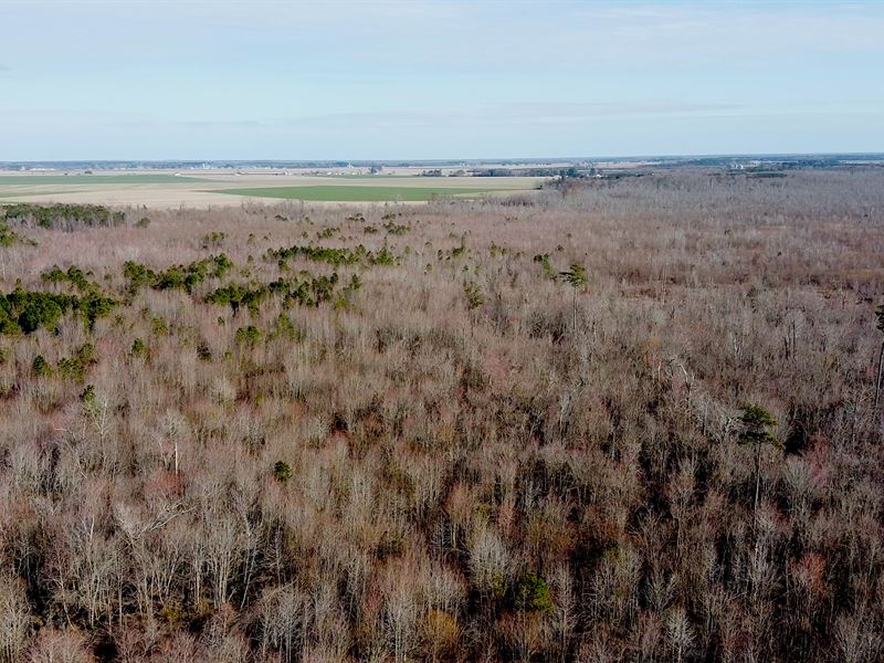 Hales Lake, Tarkenton : Camden : Currituck County : North Carolina