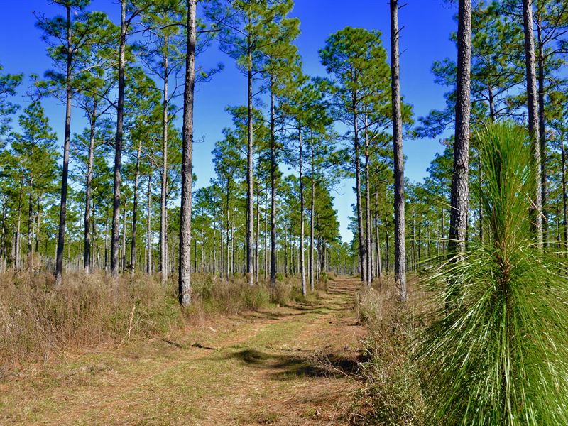 Moore Longleaf Plantation : Crawfordville : Wakulla County : Florida
