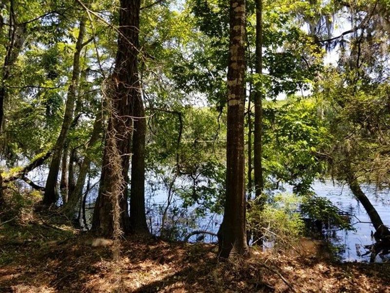 Suwannee River Waterfront Acreage Land for Sale in Old Town, Dixie