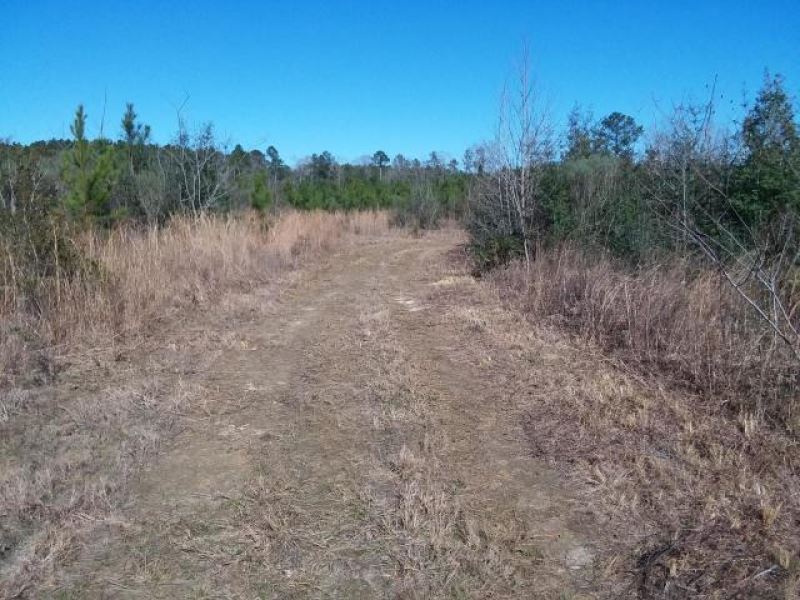 20 Acres Development Land for Sale : Sumrall : Lamar County : Mississippi