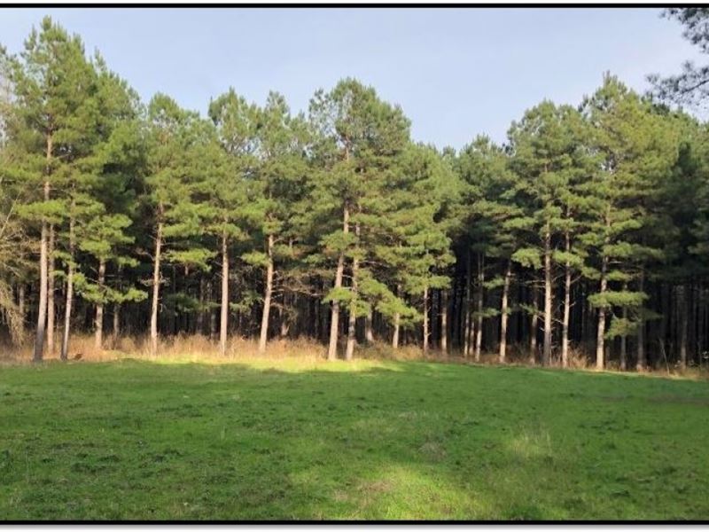 50 Acres in Rankin County in Menden : Mendenhall : Rankin County : Mississippi