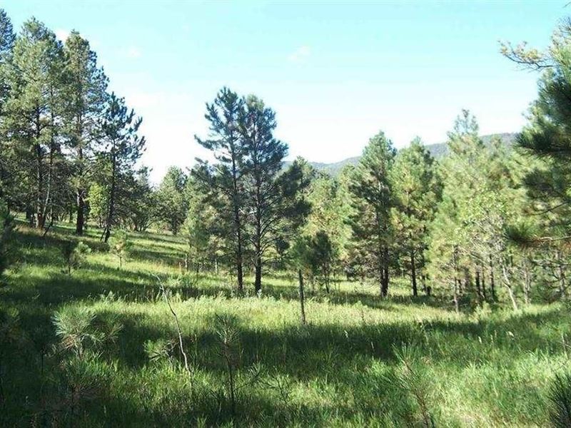 Mountain Land Cloudcroft New Mexico : Cloudcroft : Otero County : New Mexico