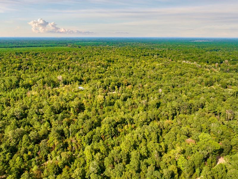 Wooded Lot with Utilities : Cleveland : Liberty County : Texas