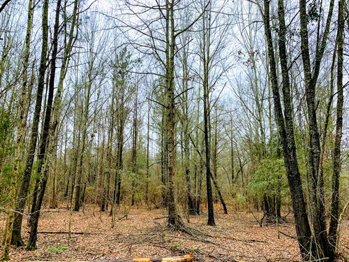Mill Creek Farm : Oglethorpe : Macon County : Georgia