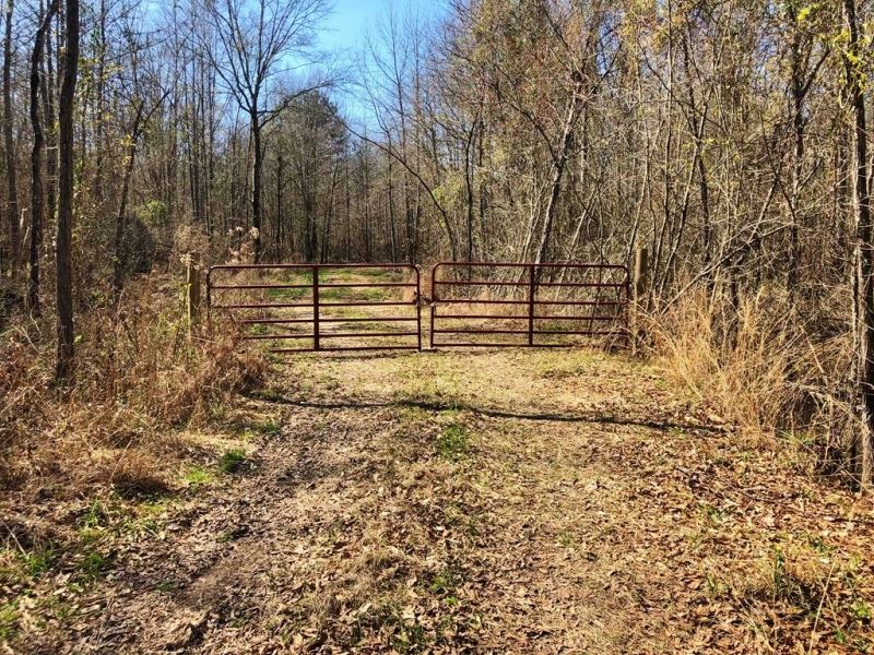 185 Acres Hunting, Timber Land Land for Sale in Hazlehurst, Copiah