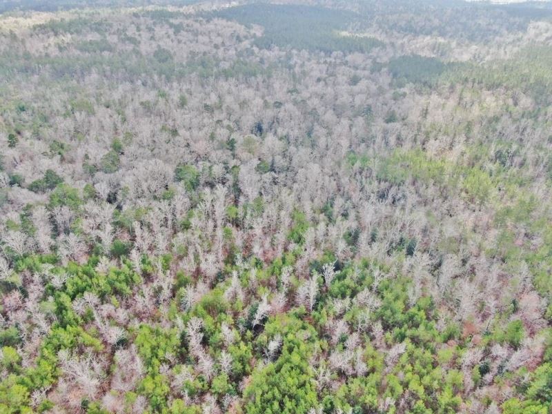 160 Acres Land for Sale Richton, Pe : Richton : Perry County : Mississippi