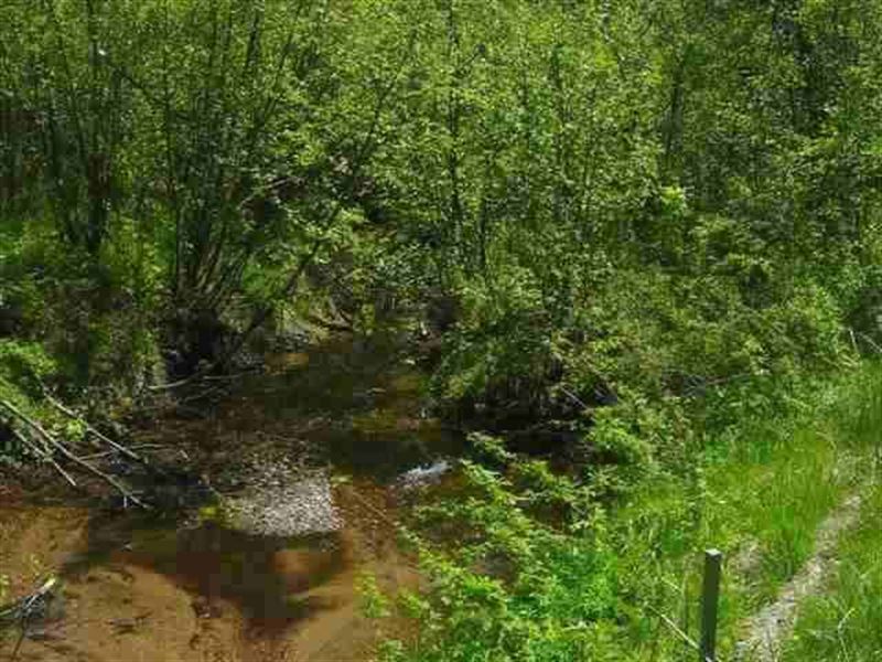 Trophy Hunting- Menge Creek : Baraga : Baraga County : Michigan