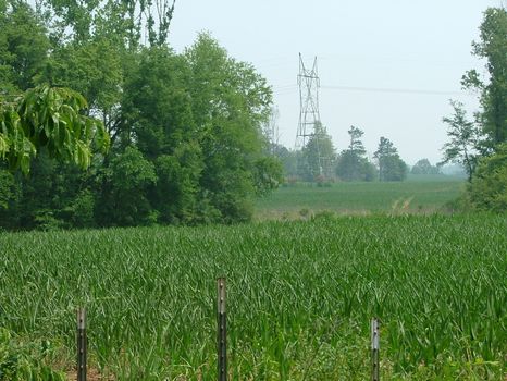 157 Acres Hunting/Farm Land : Stevenson : Jackson County : Alabama