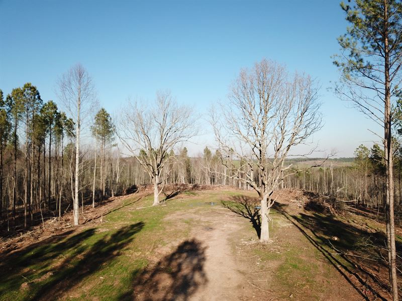 80 Acres Cleburne County, AL : Ranburne : Cleburne County : Alabama