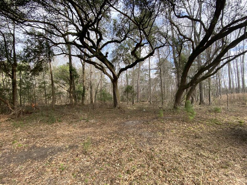 Low Country Timber, Land for Sale in South Carolina, 232949 LANDFLIP