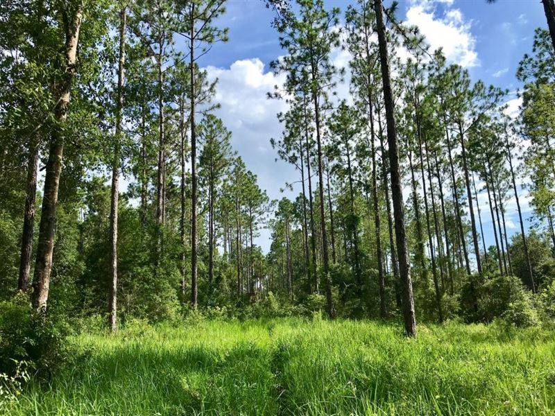 Theodore Timber Hunting : Theodore : Mobile County : Alabama