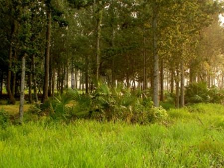 2+ Acre Private Island Paradise : Waverly : Camden County : Georgia
