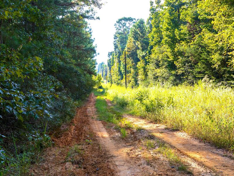 Wooded Lot Near National Preserve : Cleveland : Liberty County : Texas