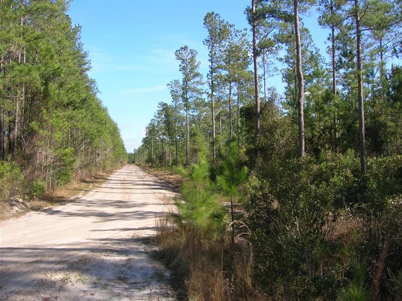 627 Acre Timber Investment Tract : Folkston : Charlton County : Georgia