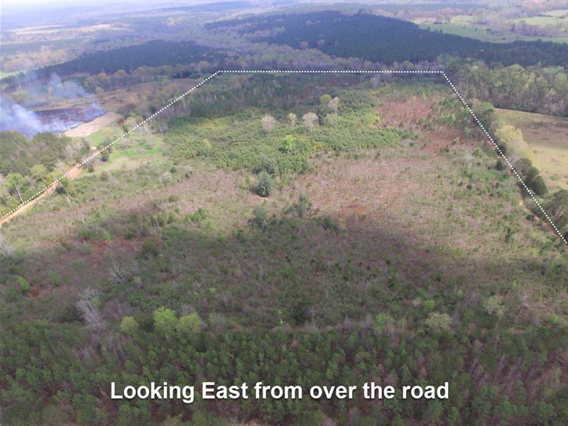 Homesite, Woods, Hunting Near Troy : Troy : Pike County : Alabama