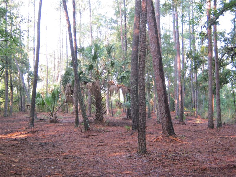 Belvedere Island Plantation Lot 158 : Darien : McIntosh County : Georgia