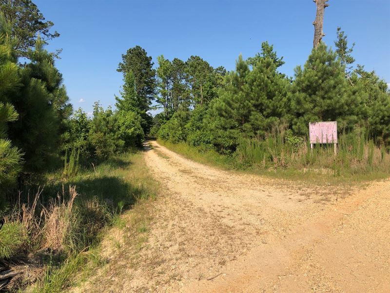 Young Planted Pine, Hunting Camp : Hermitage : Bradley County : Arkansas