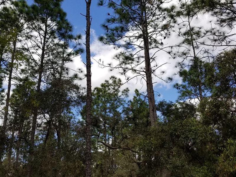 Timberland Opportunity Part : Williston : Levy County : Florida