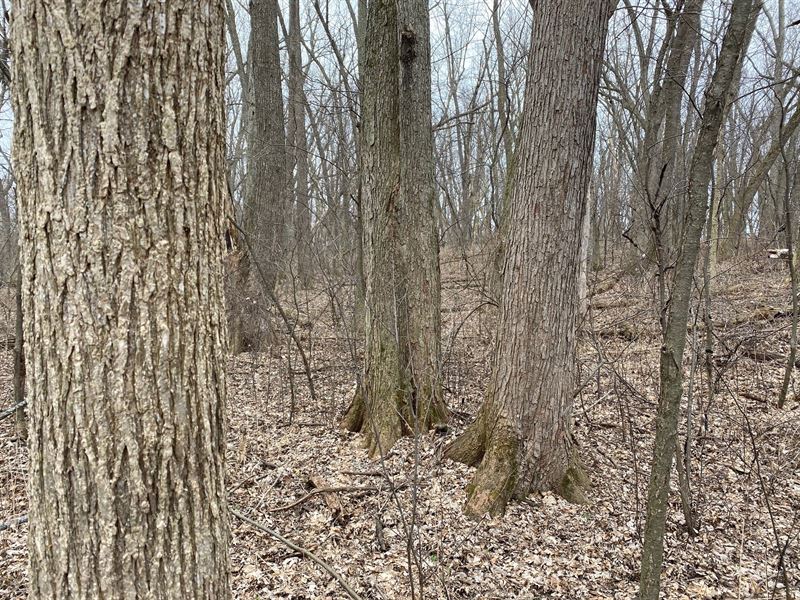 Beautiful Mature Wooded Homesite : Oregon : Dane County : Wisconsin