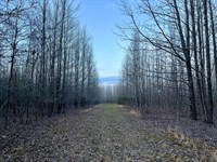 337 Acres of Fine Hunting Land : Forest : West Carroll Parish : Louisiana