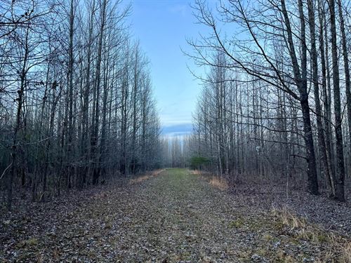 337 Acres of Fine Hunting Land : Forest : West Carroll Parish : Louisiana