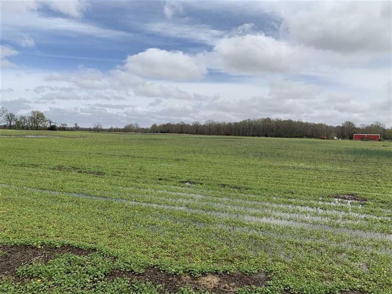 170 West Side of Bayou Deview : Cotton Plant : Woodruff County : Arkansas