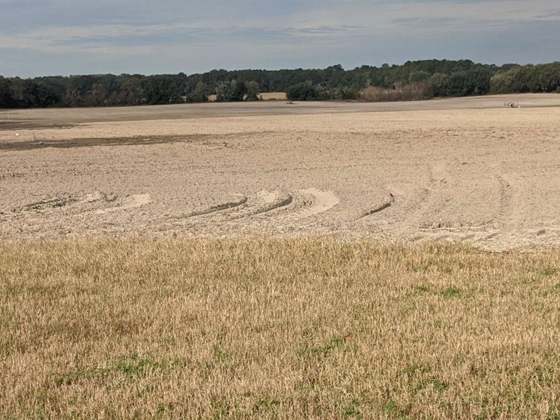 70+ Acres of Cultivated Farm Land : Live Oak : Suwannee County : Florida