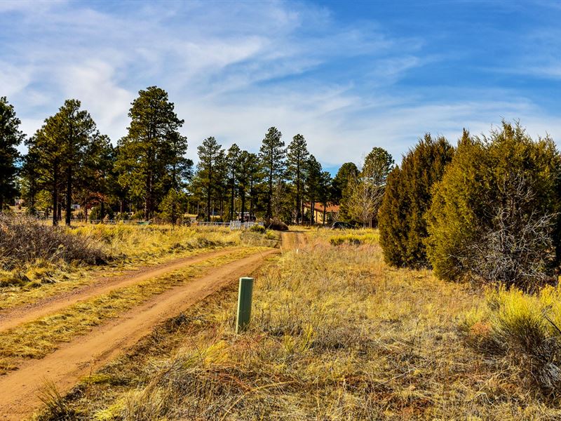 Lot w Road Frontage Near Ntl Forest : Heber-Overgaard : Navajo County : Arizona