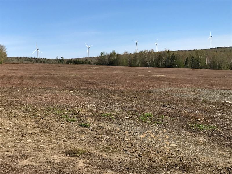 Blueberry Fields for Sale in Maine : Kingsbury : Piscataquis County : Maine