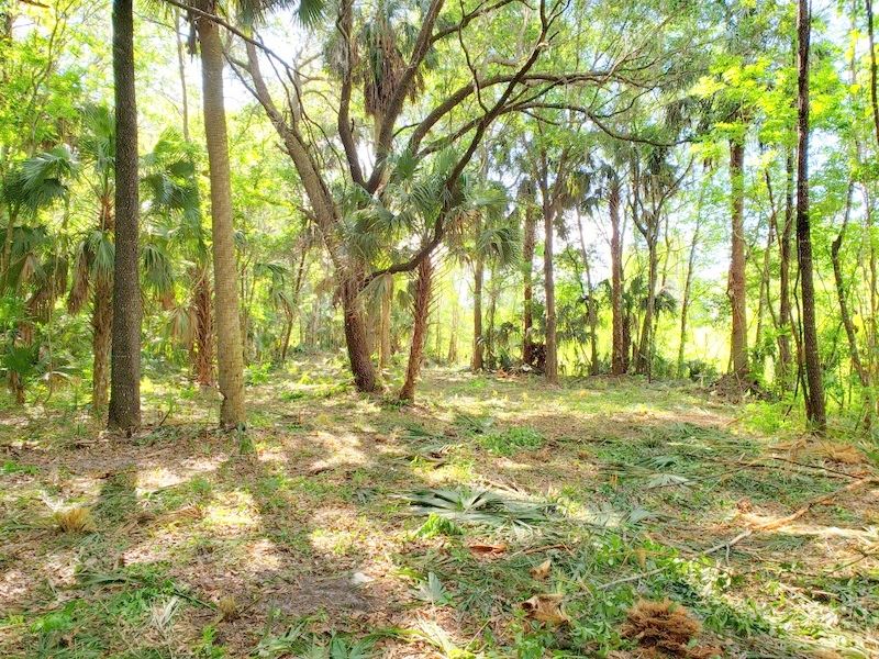 Land For Sale Citra Fl