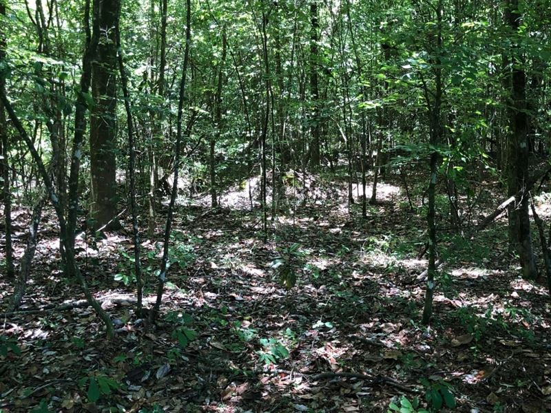 32 Acres in Butler County : Georgiana : Butler County : Alabama